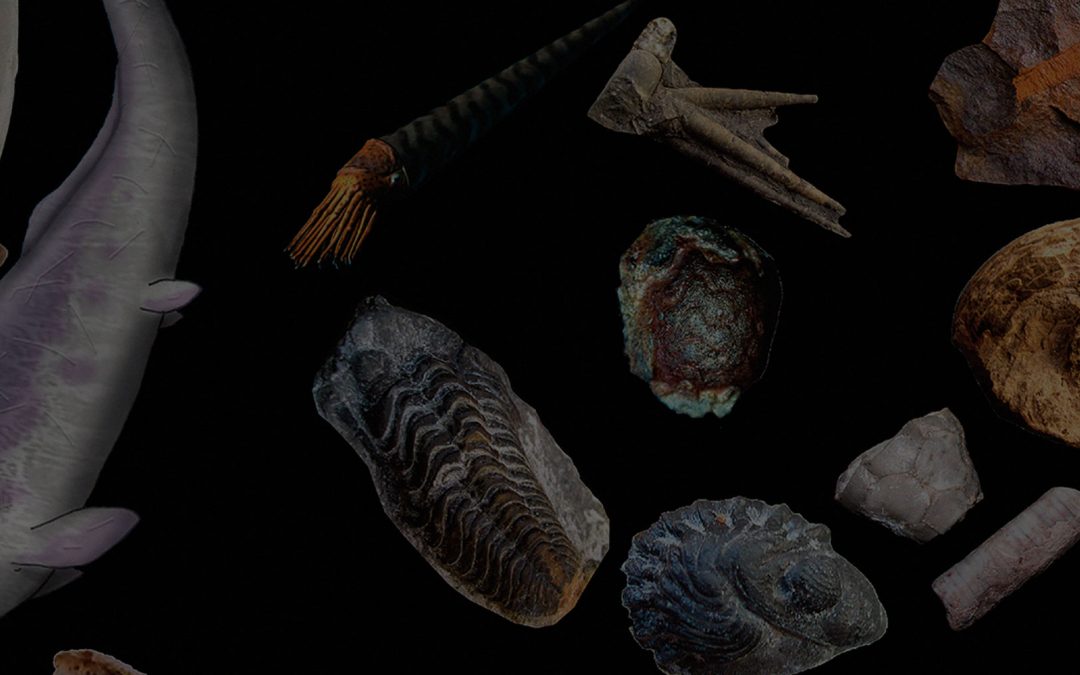 Exposición “Especies. Toda la historia del Pirineo a través de sus fósiles"