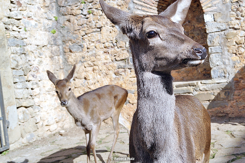 50 aniversario de la llegada de los ciervos a la Ciudadela de Jaca